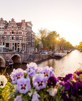 Amsterdam canal at sunset with flowers in foreground, Netherlands