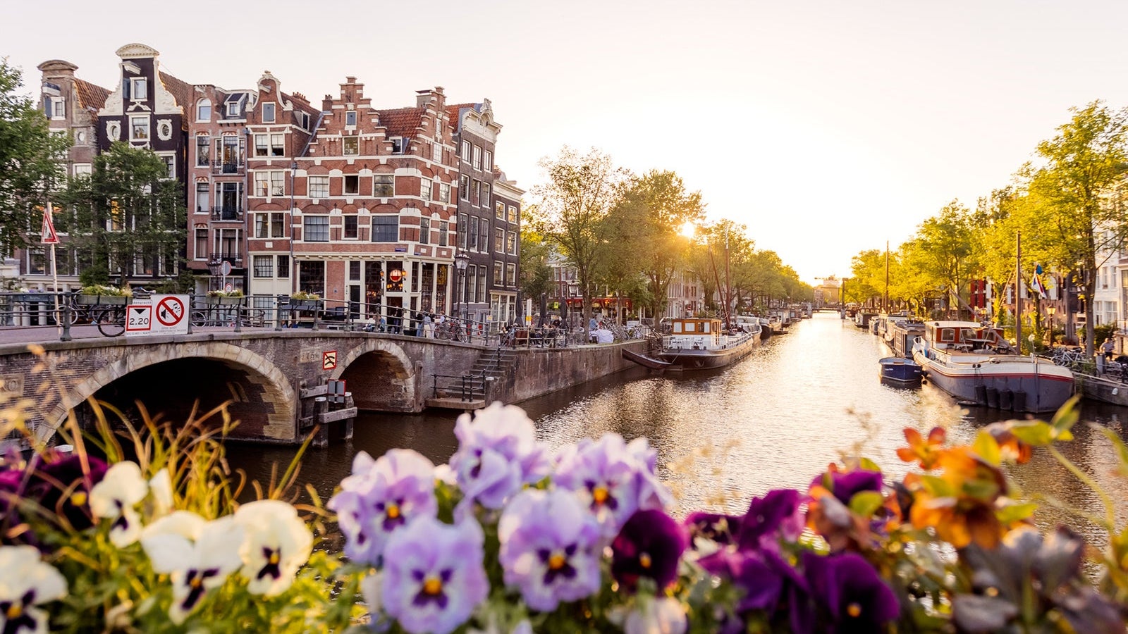 Amsterdam canal at sunset with flowers in foreground, Netherlands