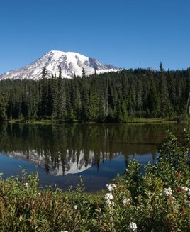 photo of Mount Rainier in a landscape of wildflowers and evergreen forests at Reflection Lake.; Reflection Lake, Mount Rainier National Park, Washington