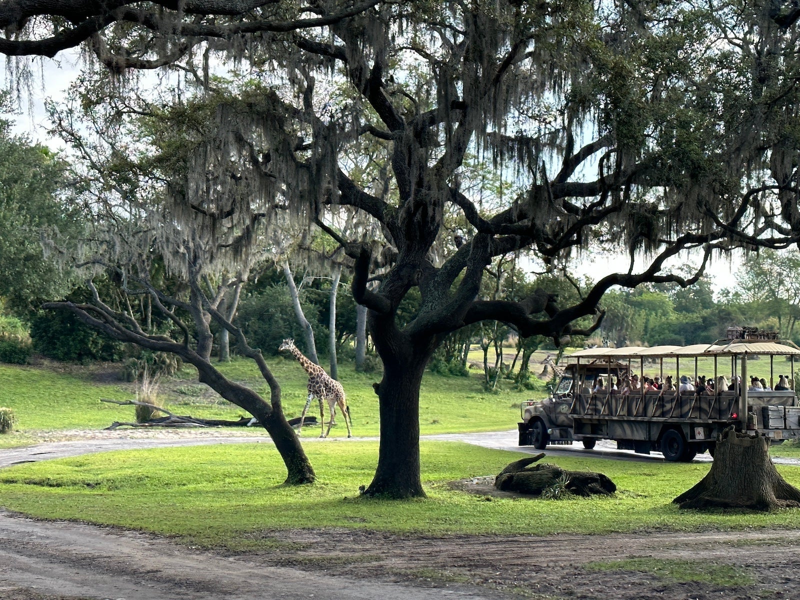 Kilimanjaro Safaris Animal Kingdom Disney World Tchieffi