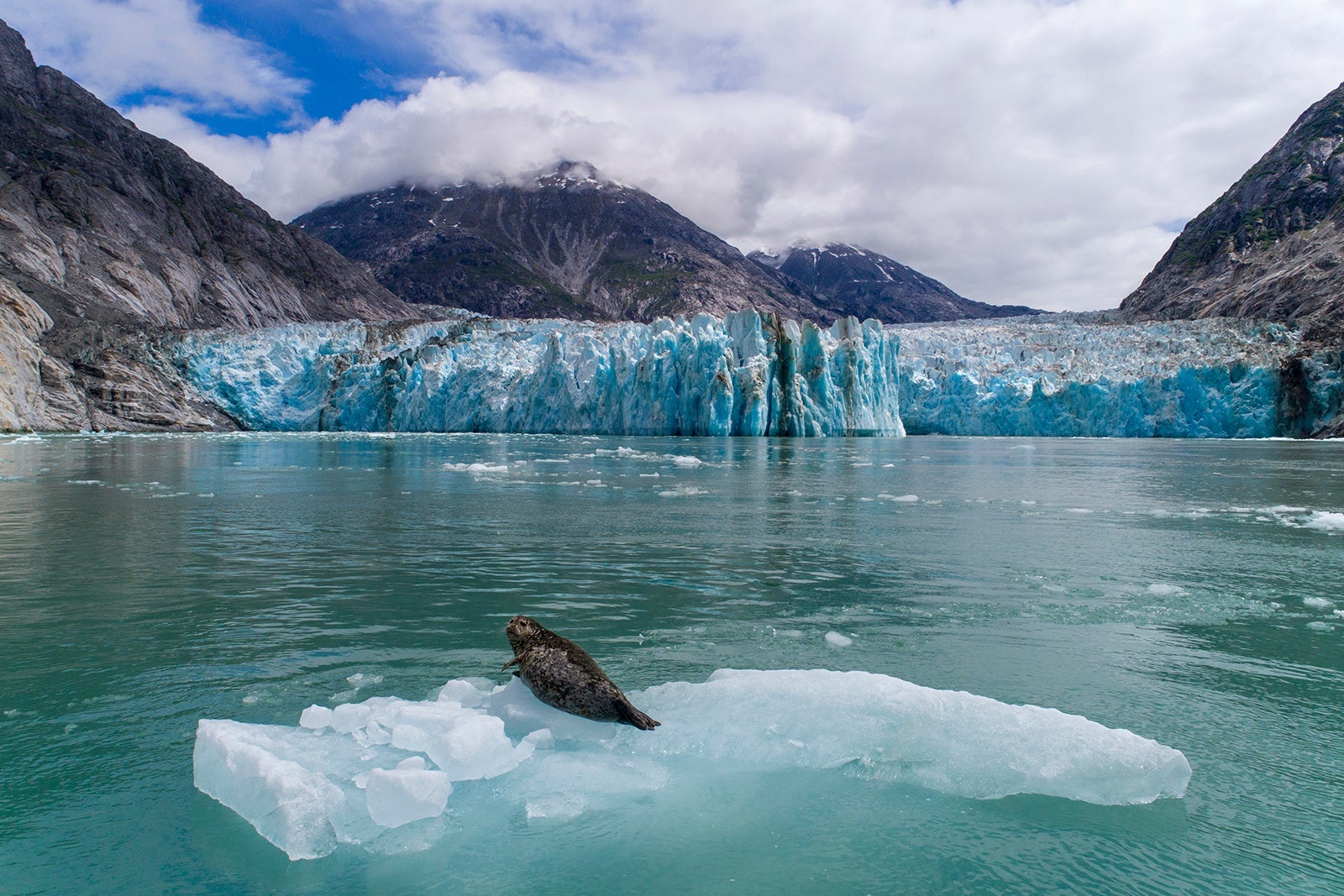 Harbor Seal on Iceberg at Dawes Glacier, Alaska