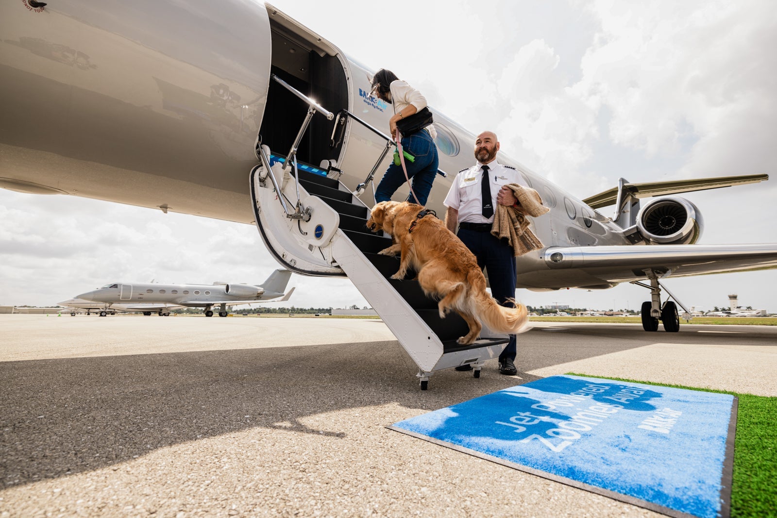 dog on plane