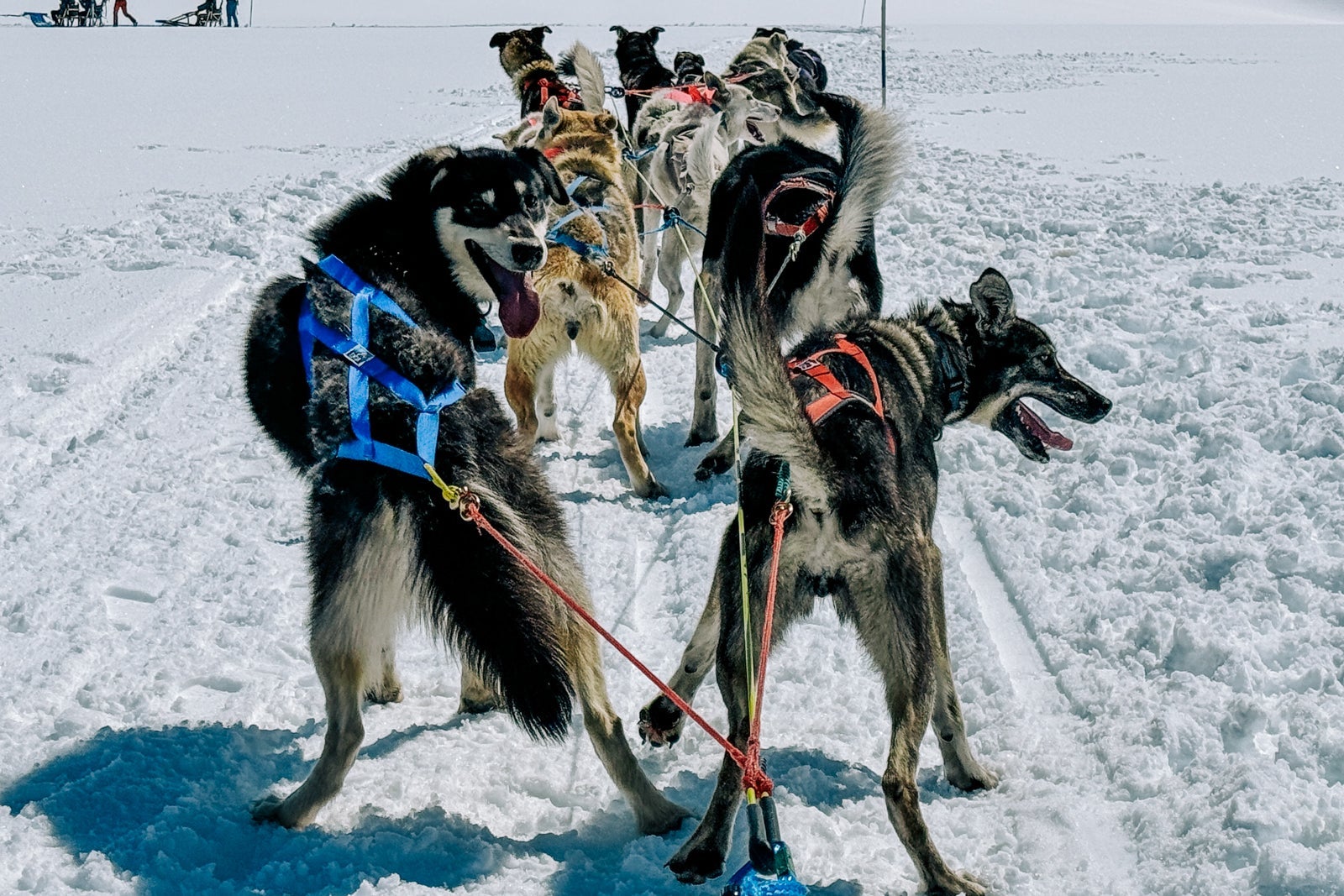 sled dogs on an Alaskan glacier