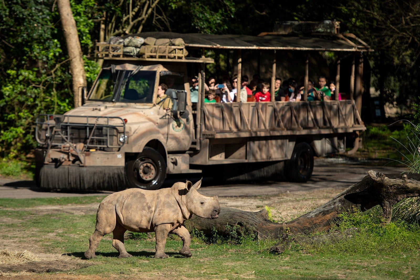 Guests viewing a rhino at Disney's Animal Kingdom