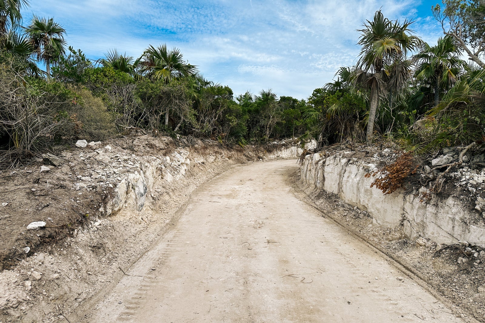 A nature trail surrounded by palm trees