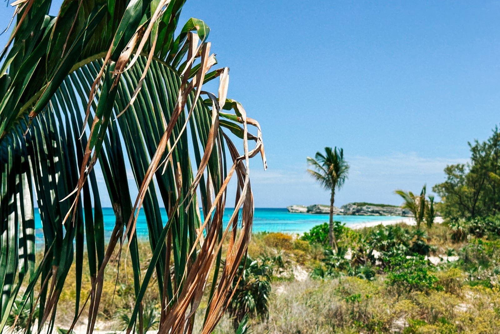 A beach view with a palm tree