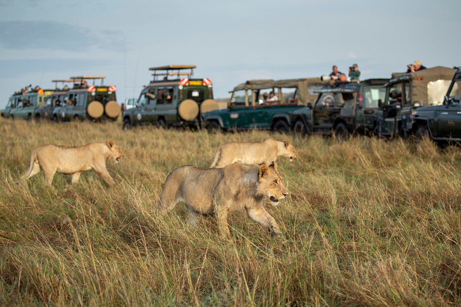 Lion Pride and Safari Trucks, Masai Mara Game Reserve, Kenya