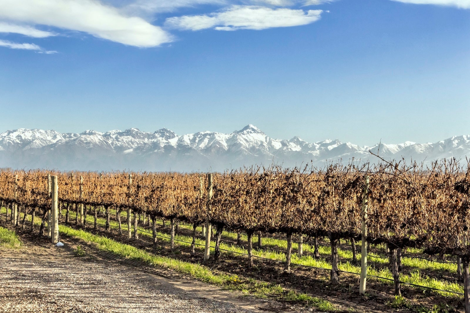 Vineyard in Mendoza