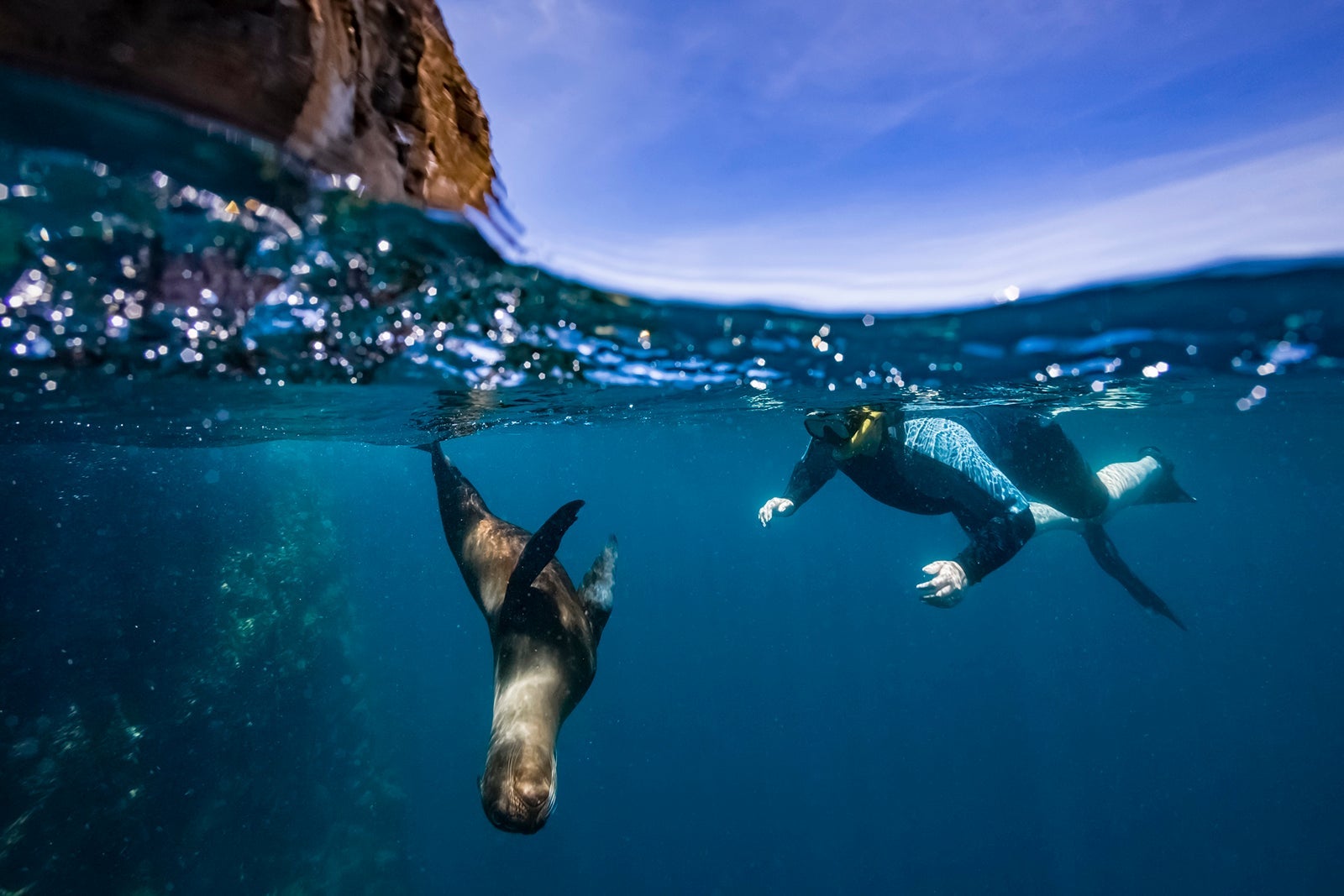 Person snorkeling with sea lion in Galapagos