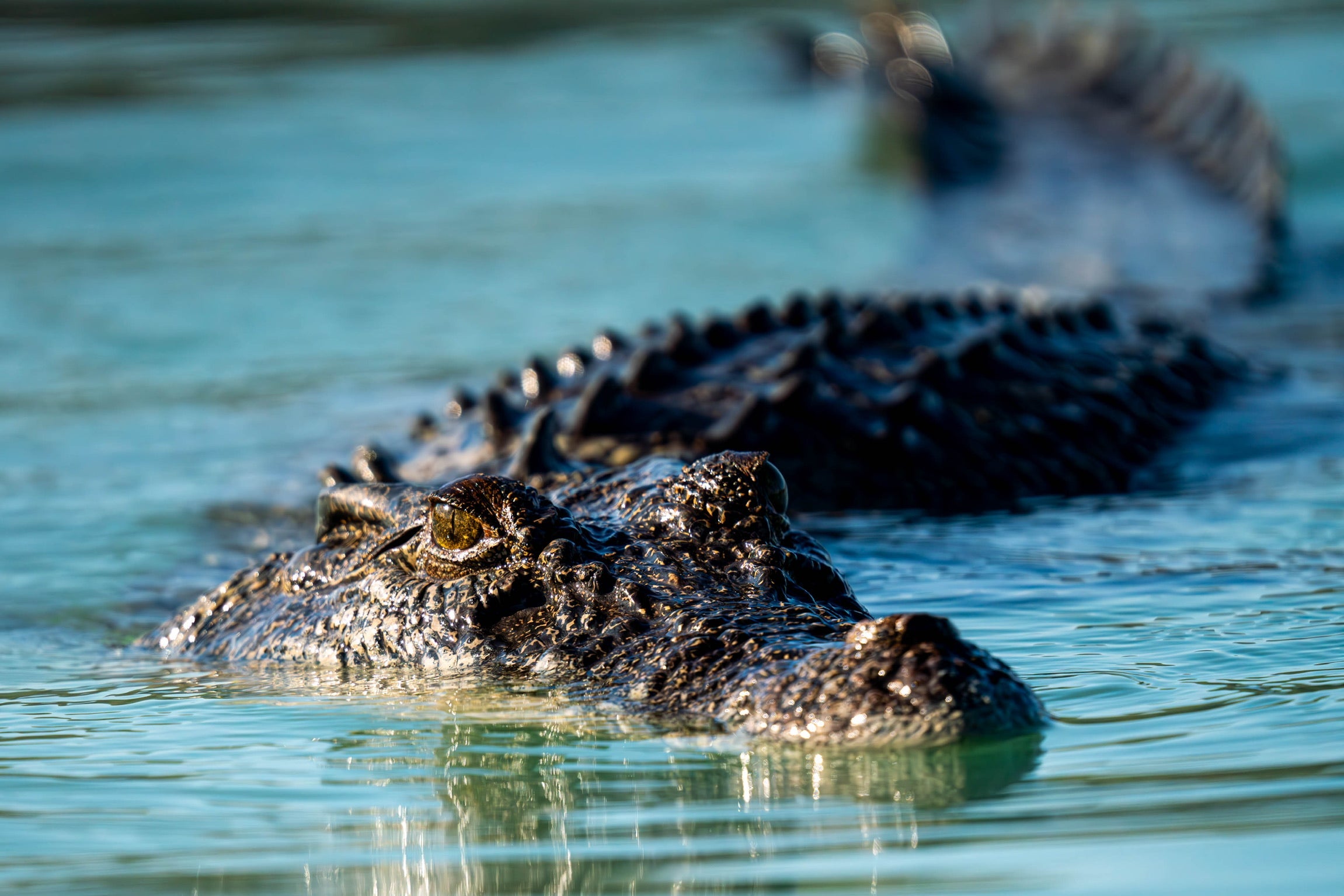 A crocodile eyes Seabourn Pursuit passengers