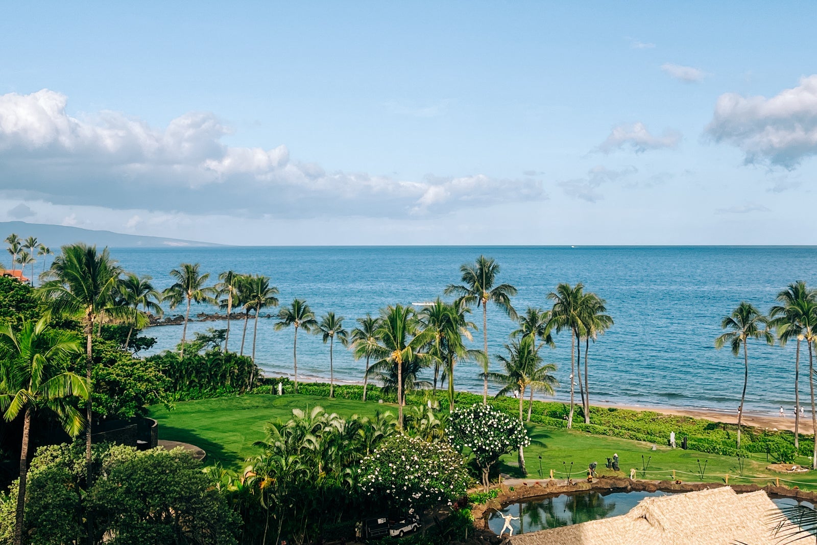 beach and palm trees