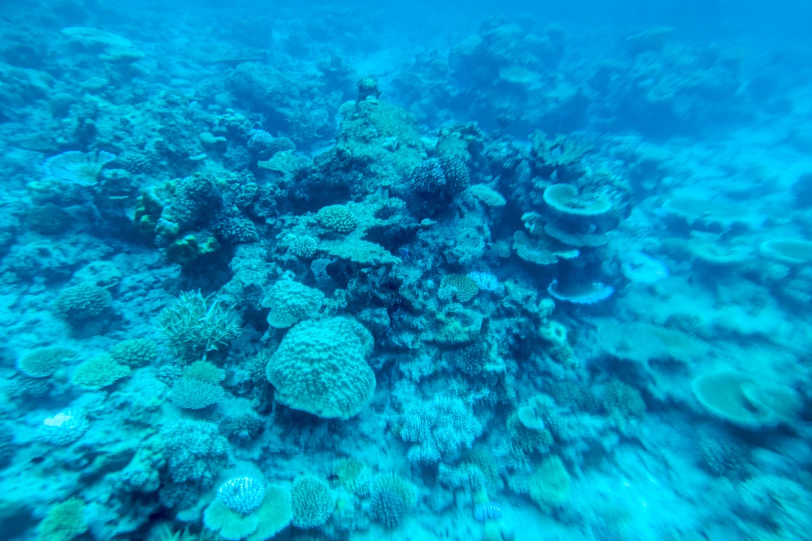 Park Hyatt Maldives snorkeling on house reef
