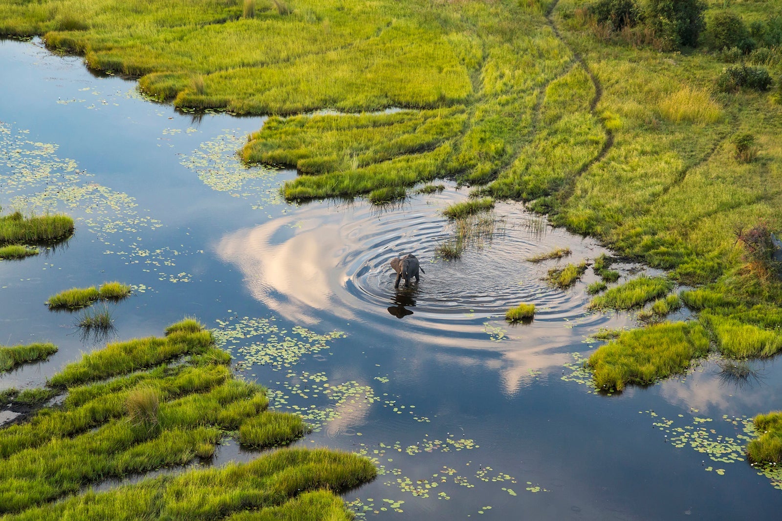 Aerial view of elephant, Okavango Delta, Botswana