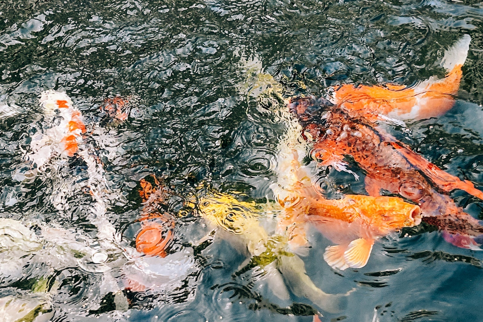 Fairmont Kea Lani activities