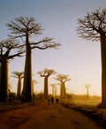 trees