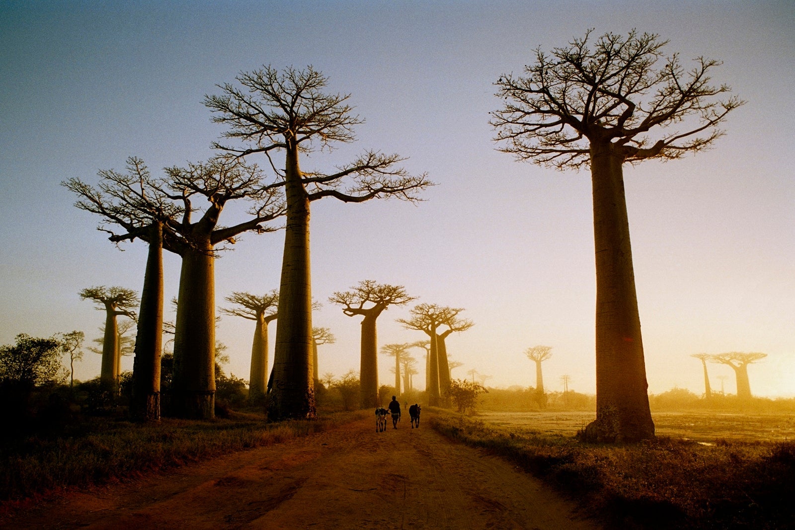 Baobab Avenue