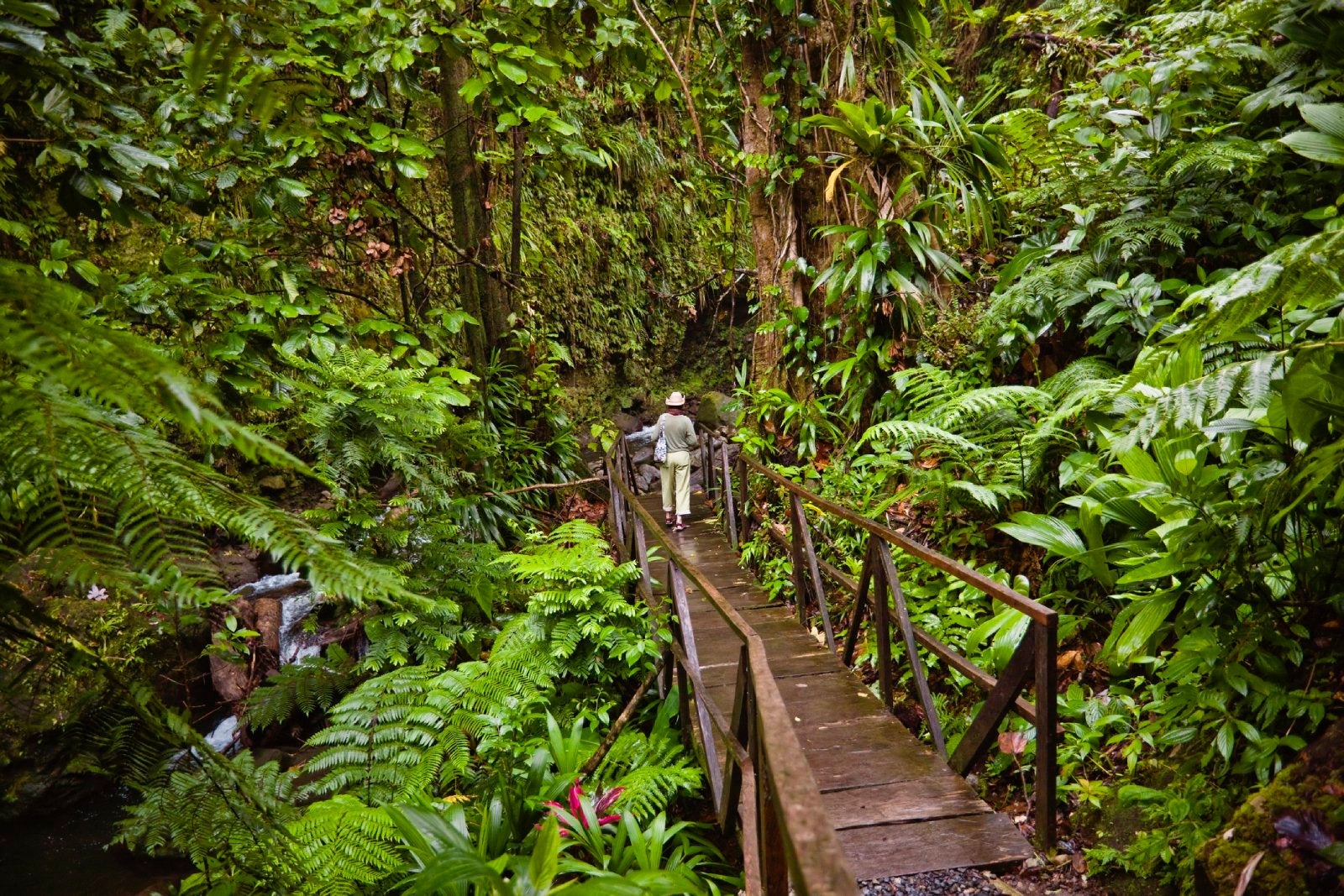 woman walking on trail in the middle of jungle
