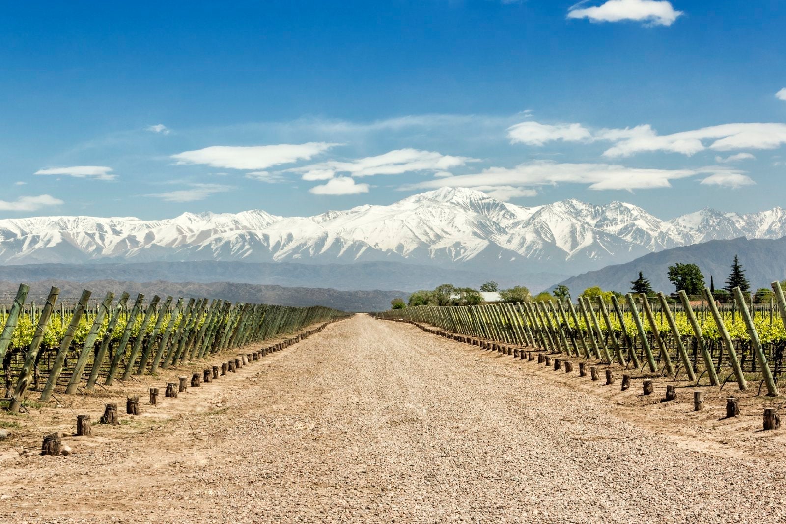 Spring is a great time to visit the vineyard of Mendoza.