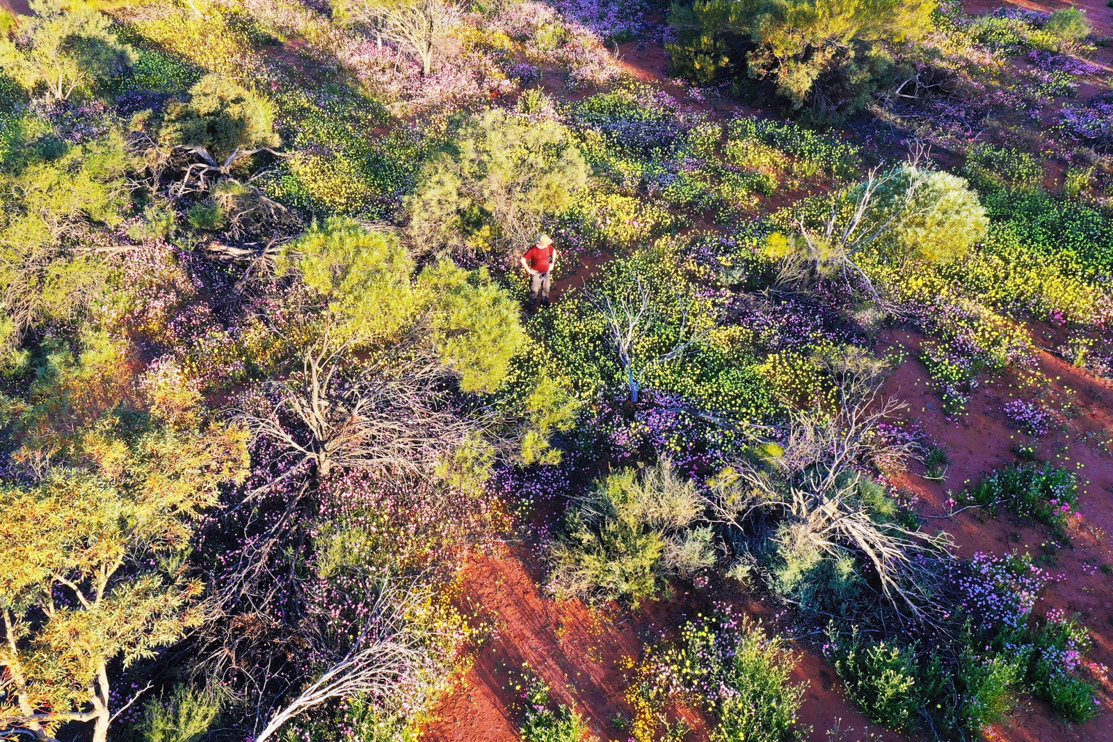 Aerial drone landscape view of Australian adult man looking at blossoming wildflowers in the outback of Western Australia.
