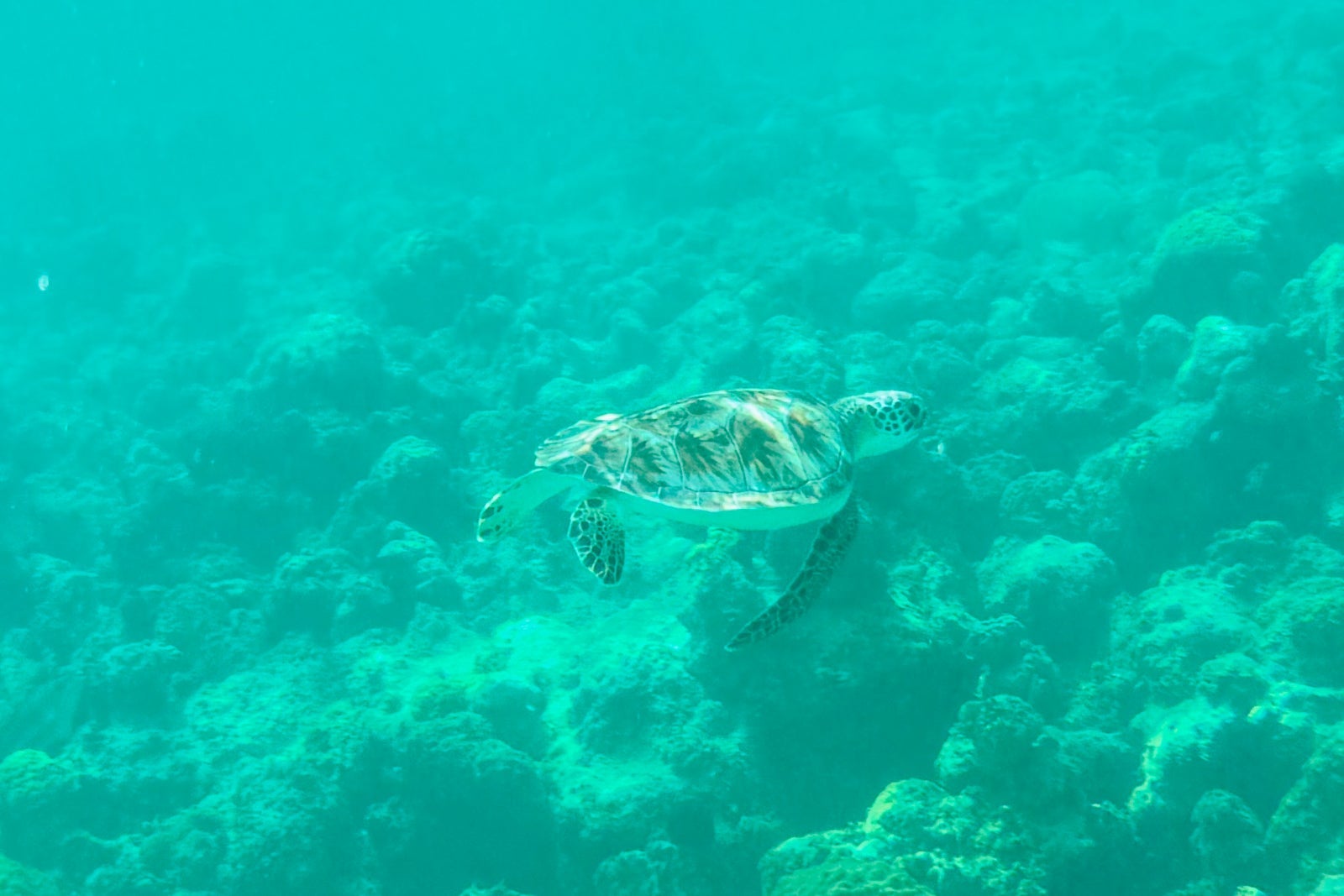 Sea turtle in ocean