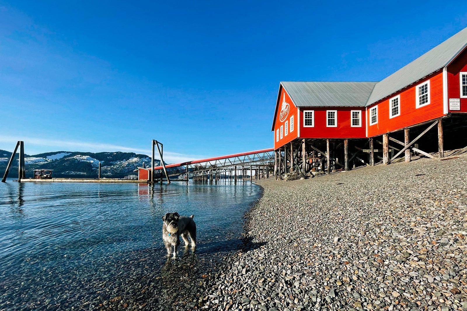A dog stands in the water at Icy Strait Point
