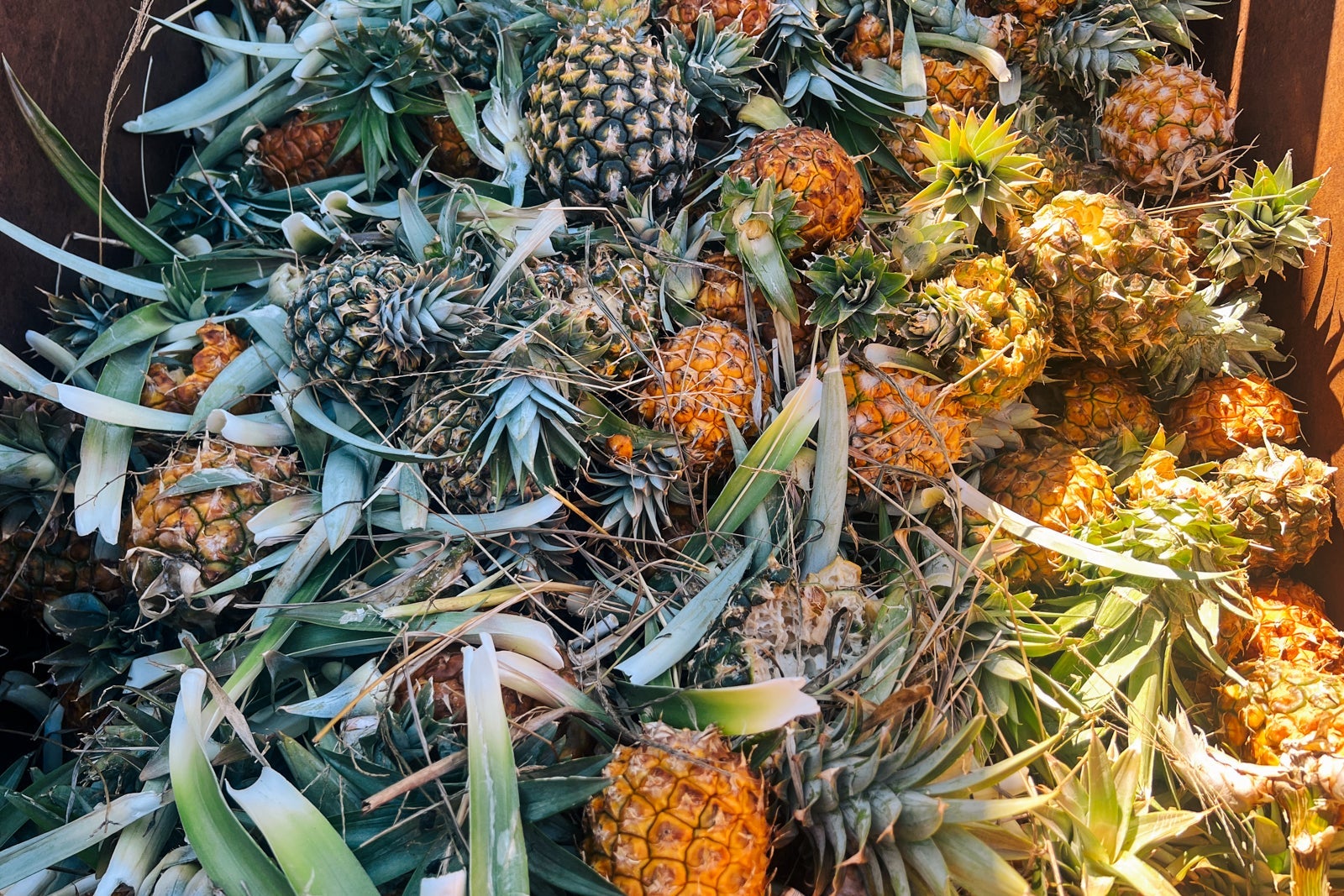 pineapple tour