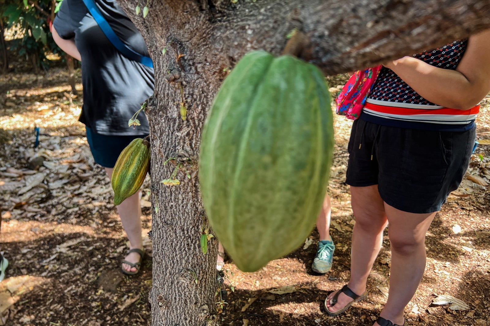 cacao plantation