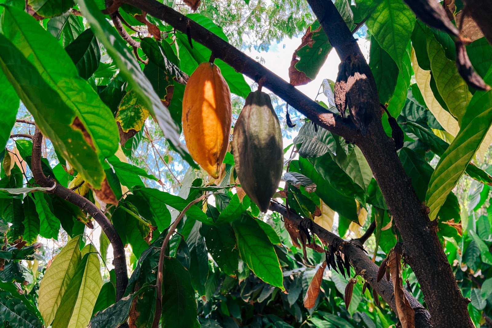 cacao plantation