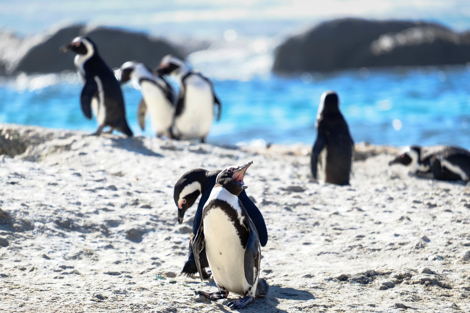 Peguins at the beach