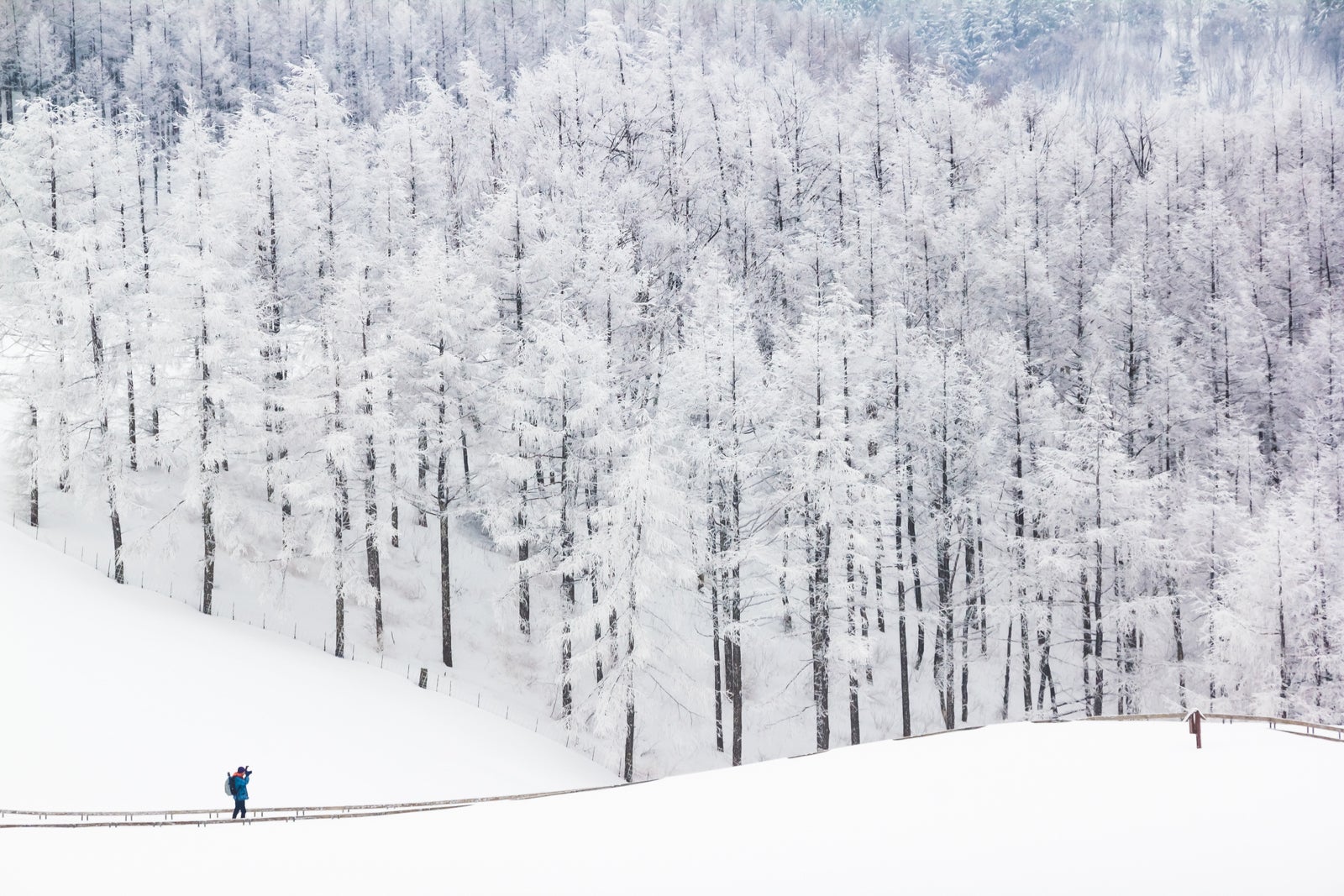 Snowcapped Forest and Photographer in Pyeongchang