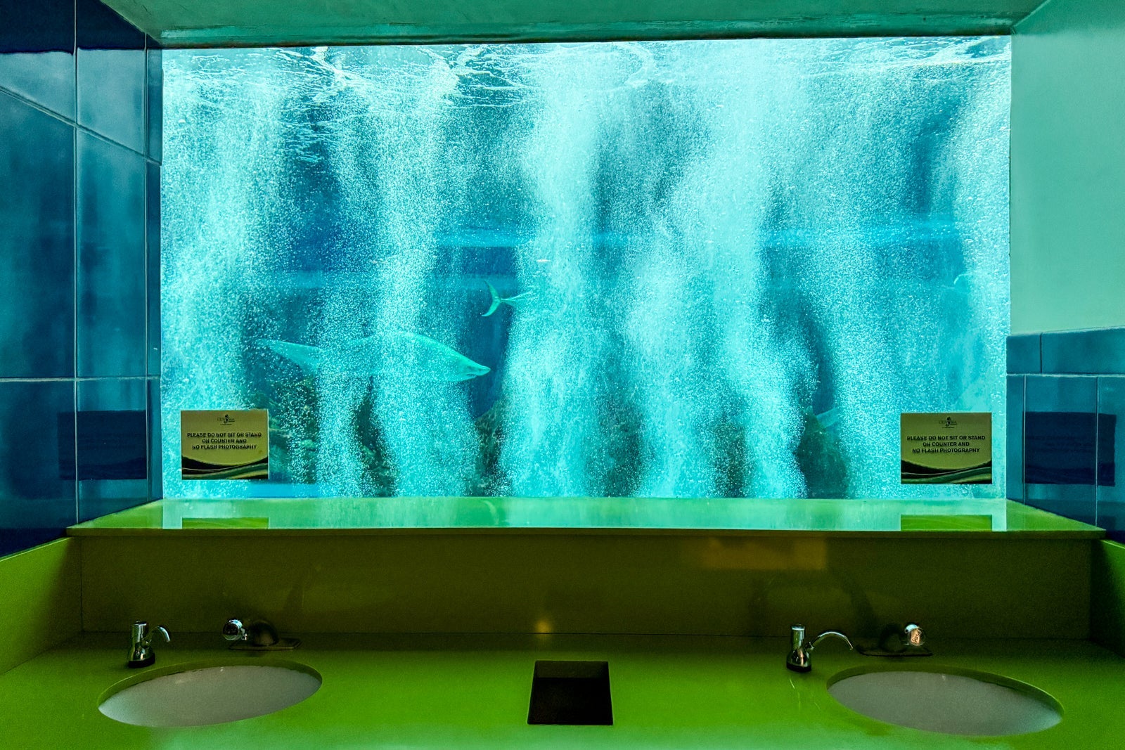Sharks in aquarium