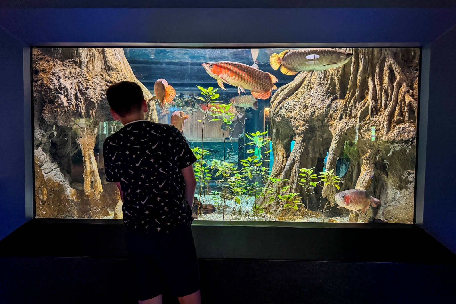 Boy looking at aquarium