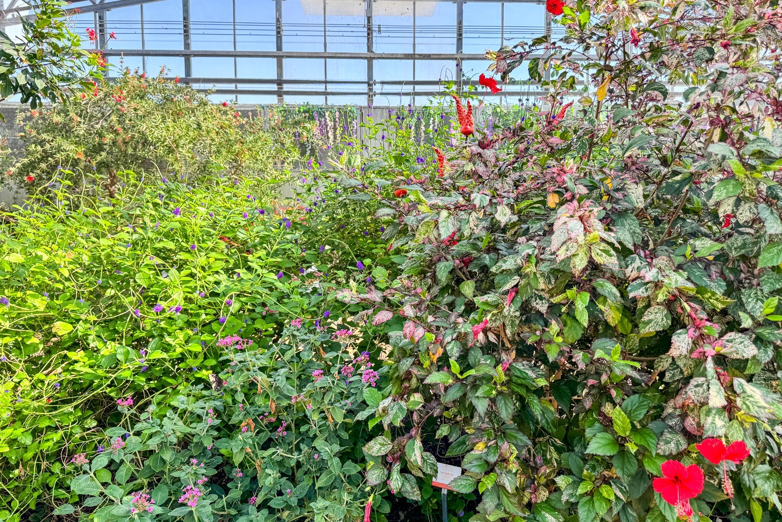Butterfly garden