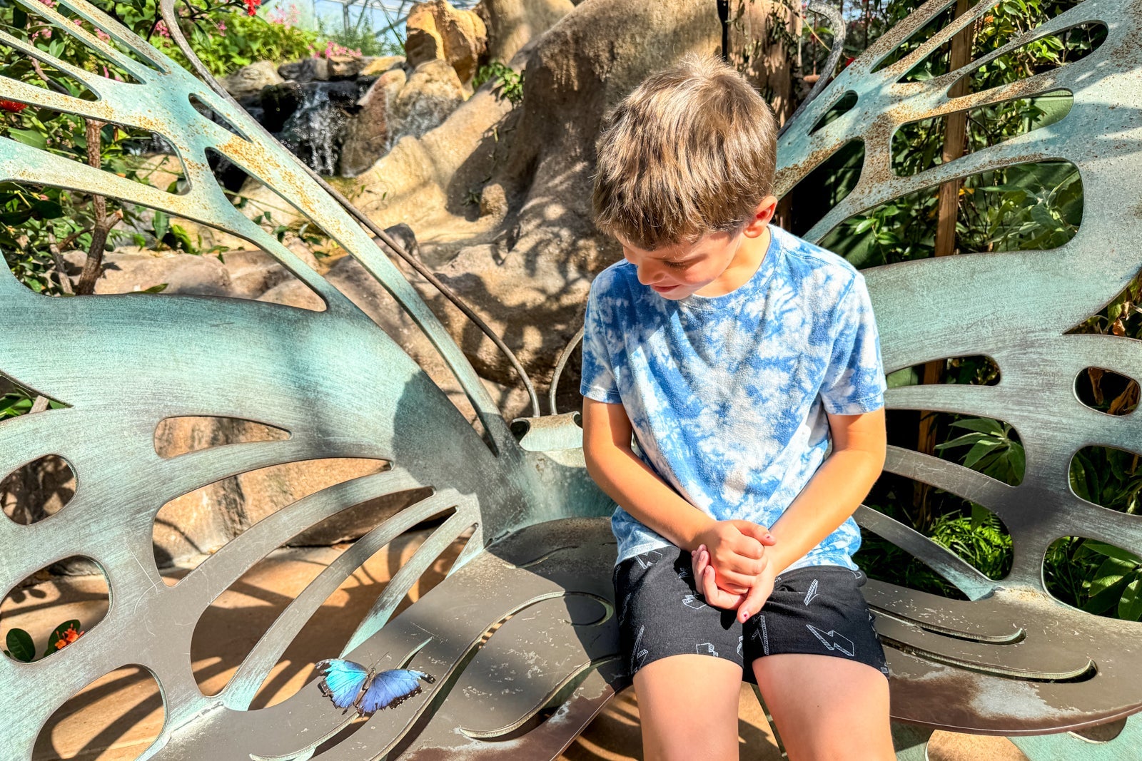 Boy looking at butterfly