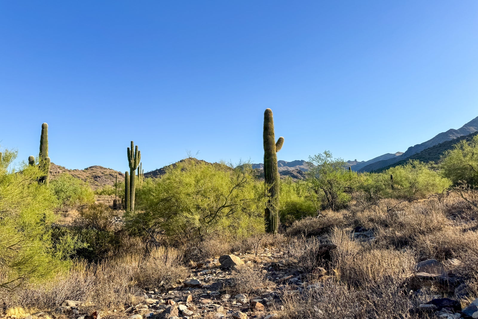 Desert