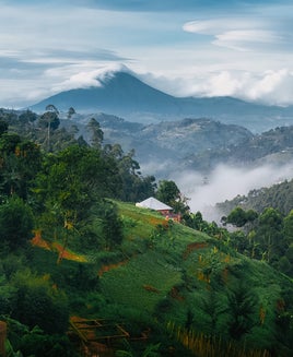 A lush view of the Ugandan landscape with views of the volcanos in the Virunga Region, covering Rwanda and Congo.