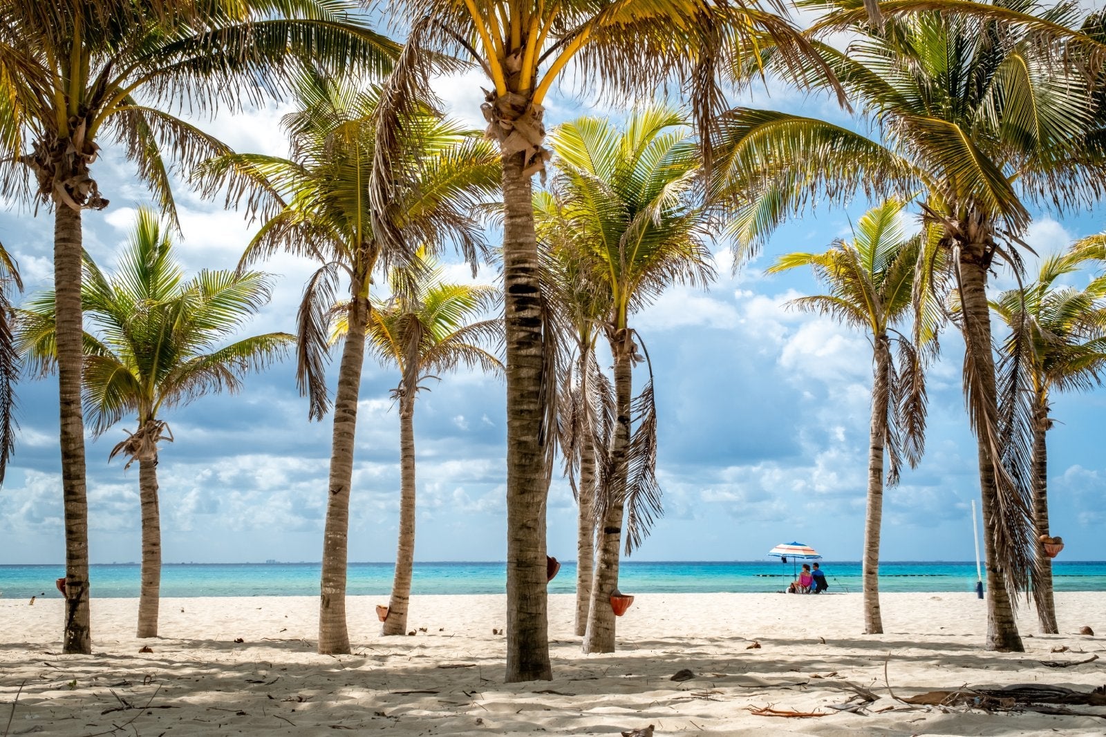 Tropical landscape with coconut palm on Playacar beach at Caribbean sea in Playa del Carmen, Mexico