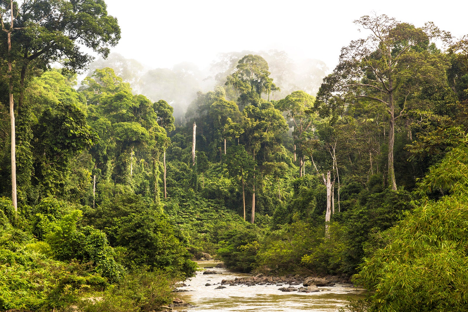 Mist and river through tropical rainforest in Borneo Malaysia