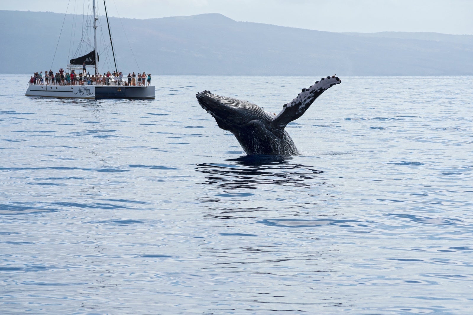 Tourists on whale watching excursion off the coast of Maui.