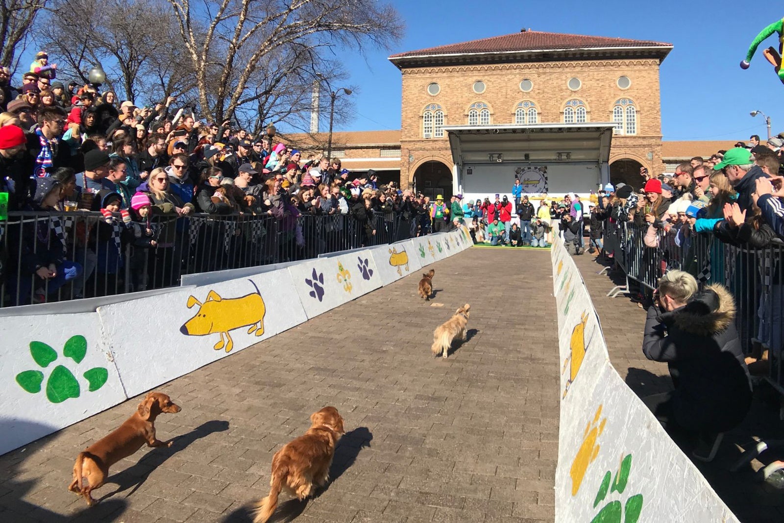 mardi gras dog parade