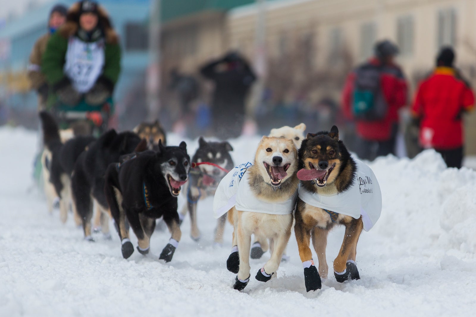 Anchorage, Alaska, United States - March 2, 2013: An Iditarod dog sled team takes off from the ceremonial start in Anchorage, Alaska. The race spans approximately 1000 miles from Anchorage to Nome.