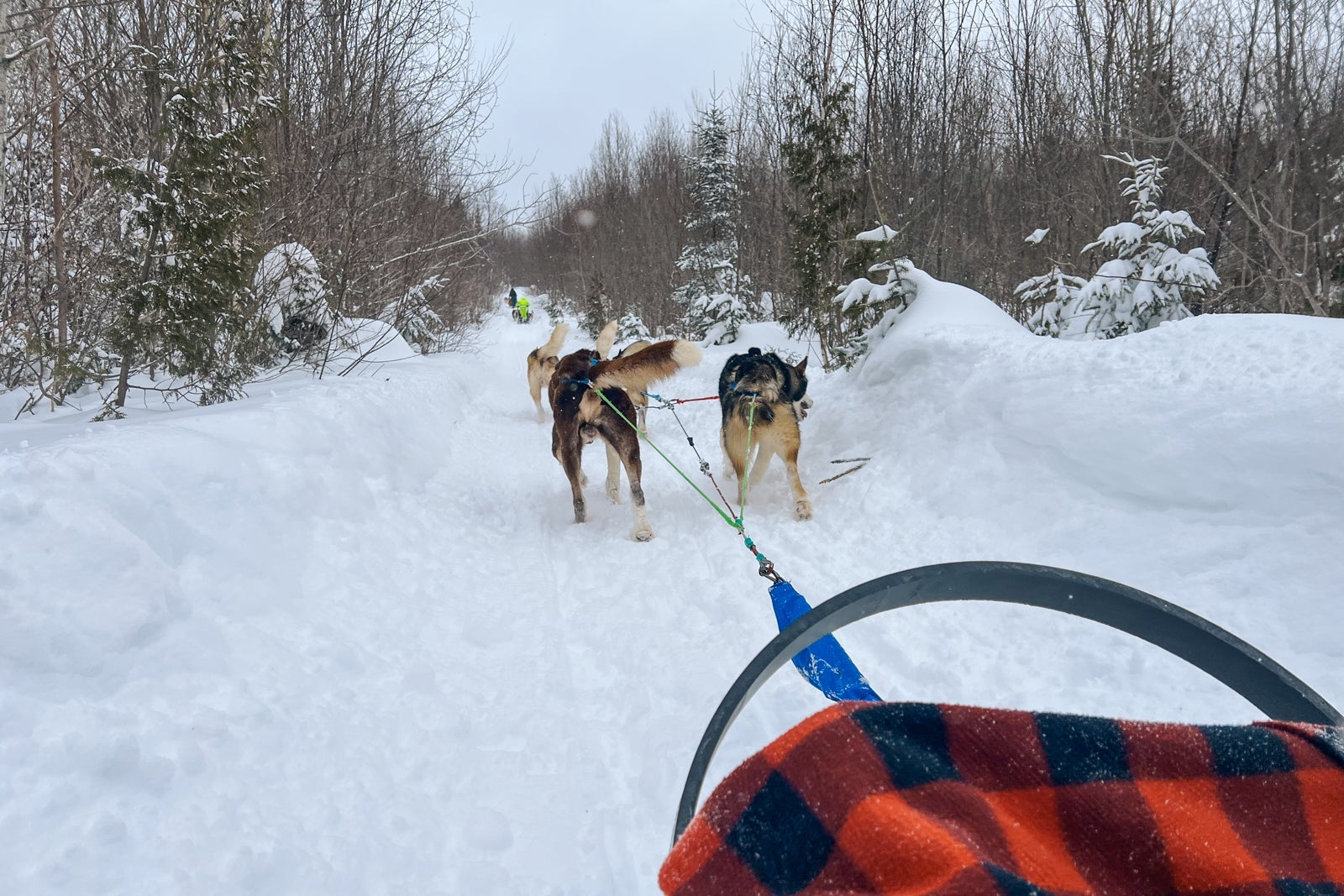 The view from a dog sled