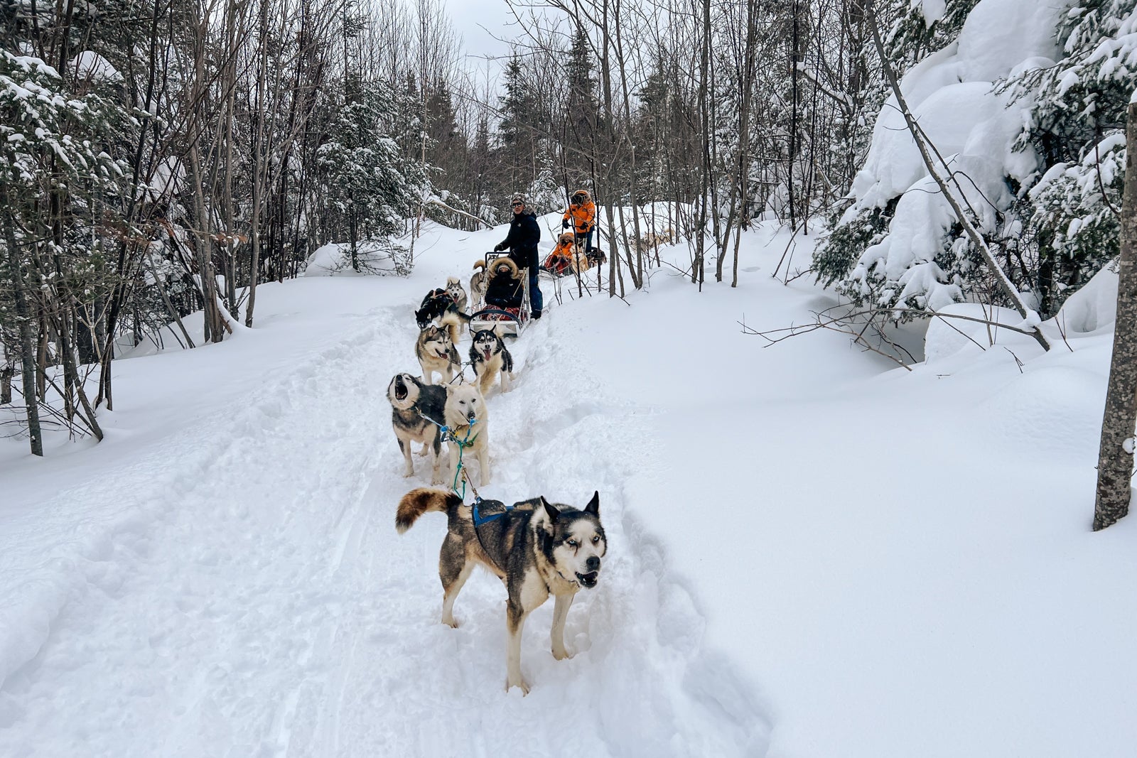 Le Commandant Charcot passengers dogsledding in the forest near La Baie, Quebec