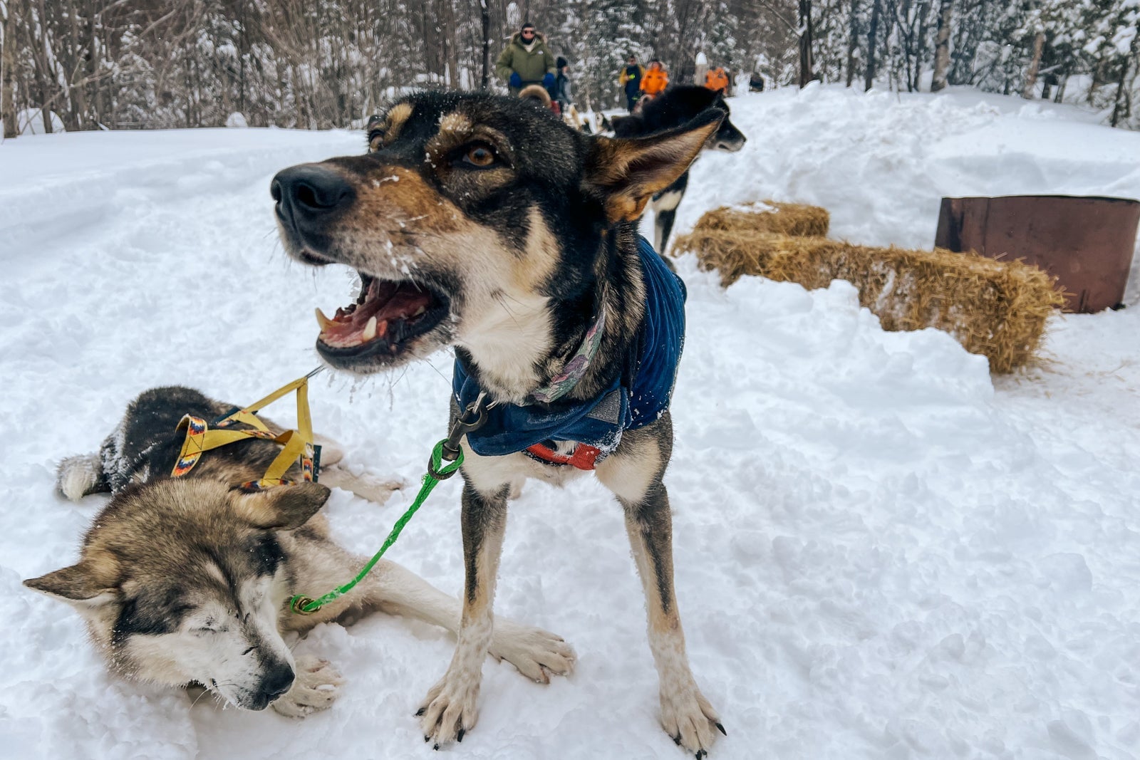 Huskies await the start of dogsledding fun