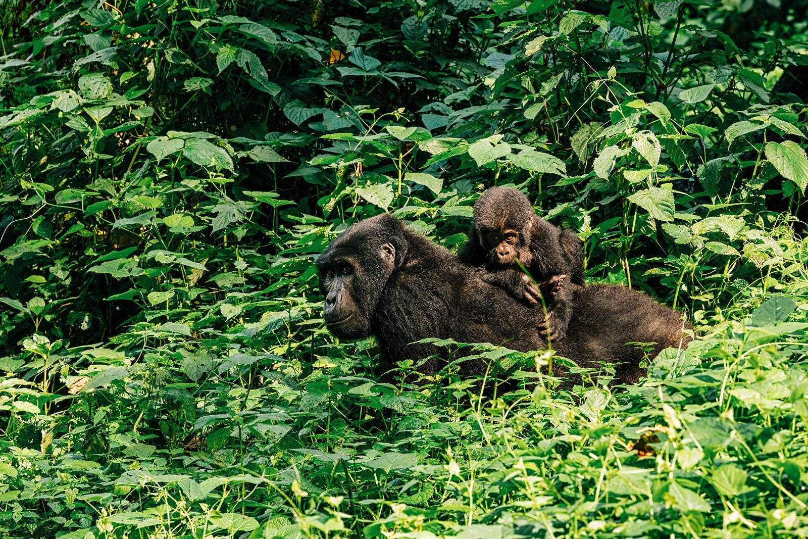 Adult female gorilla with baby, Gorilla beringei beringei, in the lush foliage of the Bwindi Impenetrable forest, Uganda. Members of the Muyambi family habituated group of the conservation programme