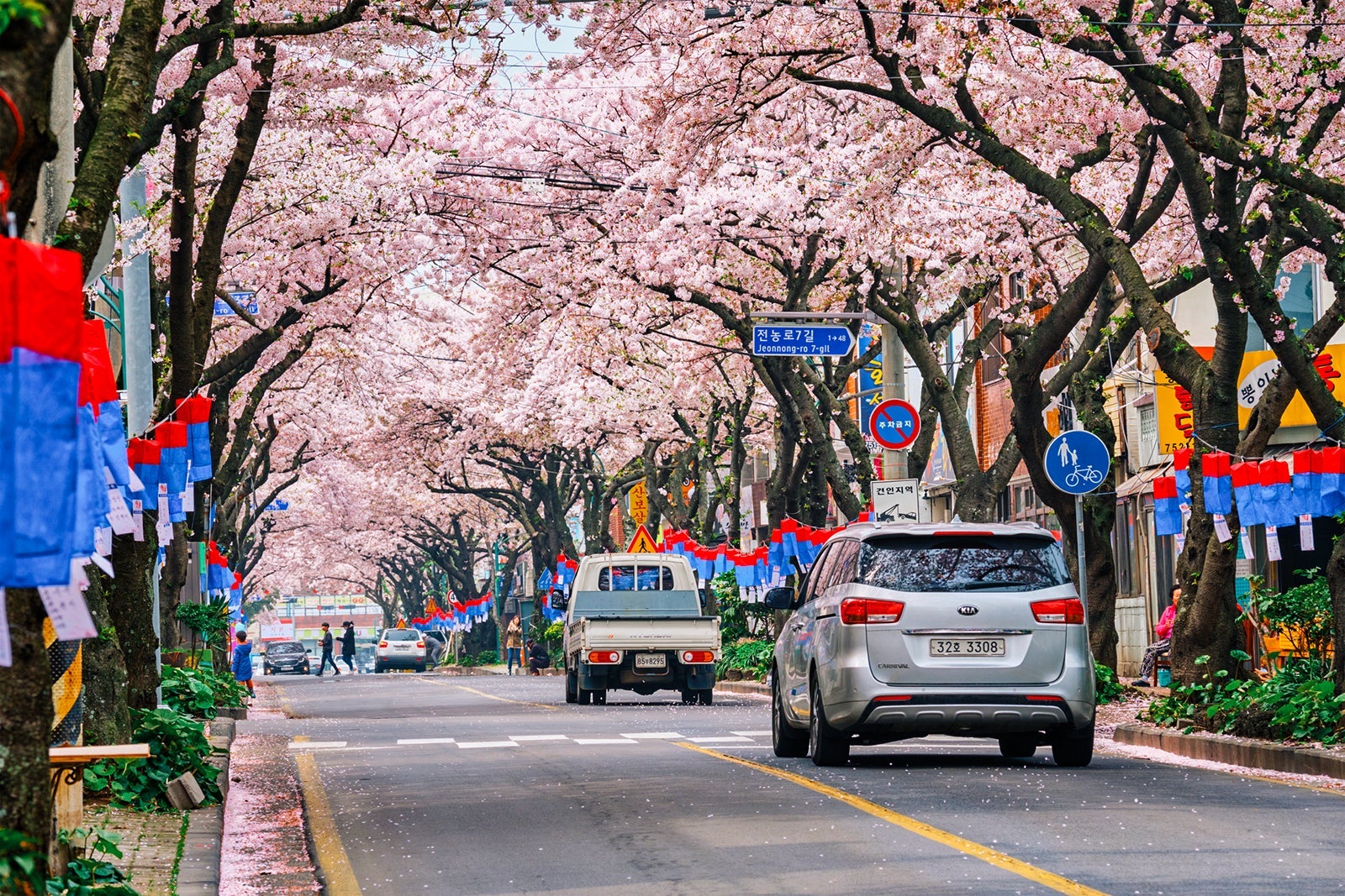 Blooming sakura cherry blossom trees in spring in street with cars, Jeju island, South Korea