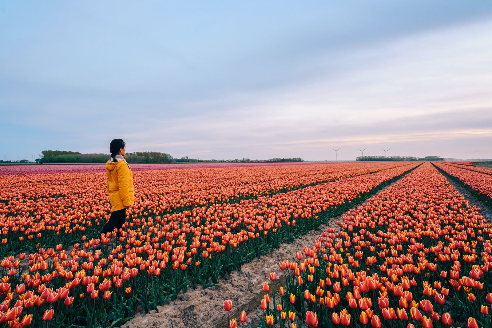 Colorful tulip flower fields in Keukenhof, Lisse at dusk in Netherlands