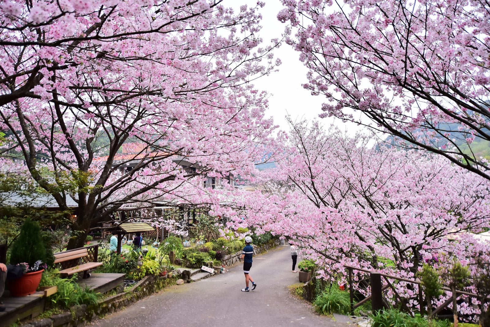person enjoying cherry blossom season at Yangmingshan National Park in Taiwan.
