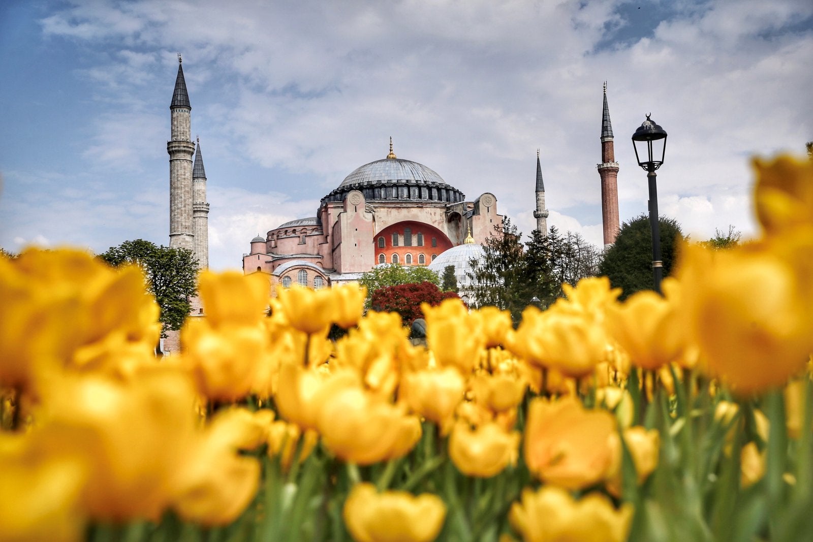 Tulips in Sultanahmet Square in front of the Hagia Sofia