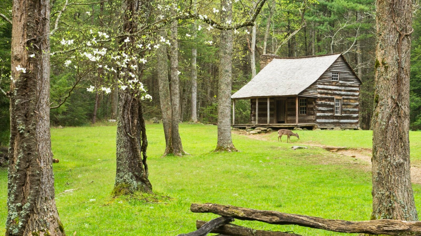 Settlers Cabin with Deer and Dogwood